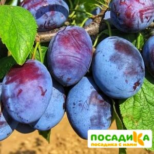 Слива Чачакская ранняя купить по цене от 229.00р. в интернет-магазине «Посадика» с доставкой почтой в в Кирсанове и по всей России – [изображение №1].