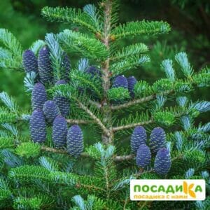 Пихта корейская (Abies koreana) купить по цене от 450.00р. в интернет-магазине «Посадика» с доставкой почтой в в Кирсанове и по всей России – [изображение №1].