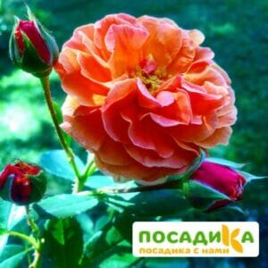 Роза Арабия купить по цене от 350.00р. в интернет-магазине «Посадика» с доставкой почтой в в Кирсанове и по всей России – [изображение №1].