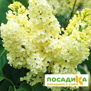 Сирень Примроуз (Primrose) купить по цене от 529.00р. в интернет-магазине «Посадика» с доставкой почтой в в Кирсанове и по всей России – [изображение №1].