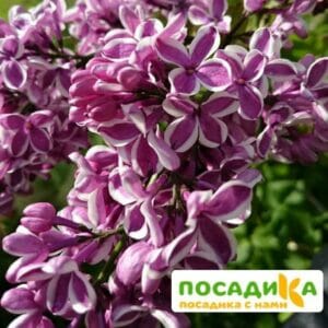 Сирень Сенсация купить по цене от 529.00р. в интернет-магазине «Посадика» с доставкой почтой в в Кирсанове и по всей России – [изображение №1].