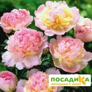 Пион Распберри Сандей (Paeonia Raspberry Sundae) купить по цене от 959р. в интернет-магазине «Посадика» с доставкой почтой в в Кирсанове и по всей России – [изображение №1].