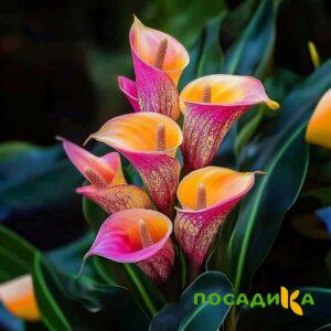 Калла Оникс купить по цене от 450р. в интернет-магазине «Посадика» с доставкой почтой в в Кирсанове и по всей России – [изображение №1].