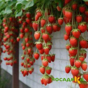 Клубника вьющаяся Комплимент купить по цене от 470р. в интернет-магазине «Посадика» с доставкой почтой в в Кирсанове и по всей России – [изображение №1].