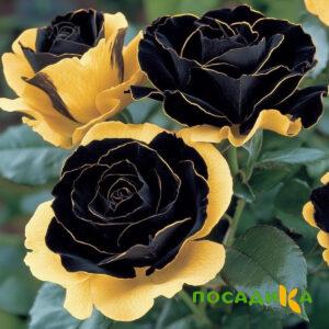 Роза Ханни Сикл купить по цене от 700р. в интернет-магазине «Посадика» с доставкой почтой в в Кирсанове и по всей России – [изображение №1].