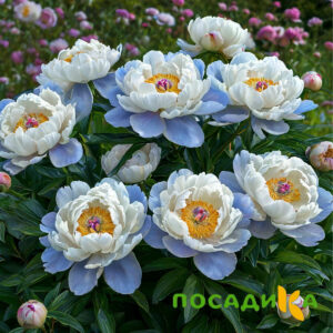 Пион акварельный Этюд купить по цене от 806р. в интернет-магазине «Посадика» с доставкой почтой в в Кирсанове и по всей России – [изображение №1].