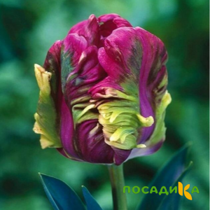 Тюльпан Экзотик Хэвен купить по цене от 186р. в интернет-магазине «Посадика» с доставкой почтой в в Кирсанове и по всей России – [изображение №1].