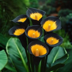 Калла Легато купить по цене от 620р. в интернет-магазине «Посадика» с доставкой почтой в в Кирсанове и по всей России – [изображение №1].