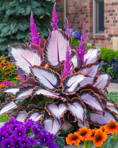 Хоста Кримэн Дрим купить по цене от 549р. в интернет-магазине «Посадика» с доставкой почтой в в Кирсанове и по всей России – [изображение №1].