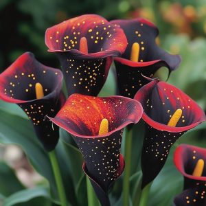 Калла Нуар купить по цене от 299р. в интернет-магазине «Посадика» с доставкой почтой в в Кирсанове и по всей России – [изображение №1].