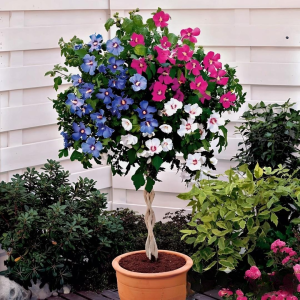 Гибискус-Дерево Триколор купить по цене от 289р. в интернет-магазине «Посадика» с доставкой почтой в в Кирсанове и по всей России – [изображение №1].