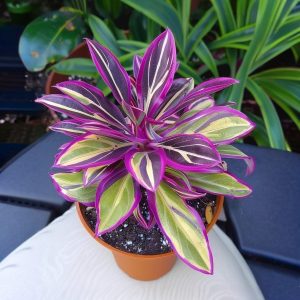 Хоста Сильвер Стик купить по цене от 650р. в интернет-магазине «Посадика» с доставкой почтой в в Кирсанове и по всей России – [изображение №1].