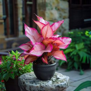 Хоста Розовая Симфония купить по цене от 800р. в интернет-магазине «Посадика» с доставкой почтой в в Кирсанове и по всей России – [изображение №1].