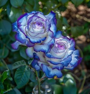 Роза Пэтолз Хоуп купить по цене от 333р. в интернет-магазине «Посадика» с доставкой почтой в в Кирсанове и по всей России – [изображение №1].