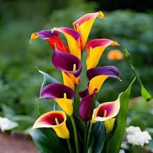 Калла Кристалл купить по цене от 450р. в интернет-магазине «Посадика» с доставкой почтой в в Кирсанове и по всей России – [изображение №1].