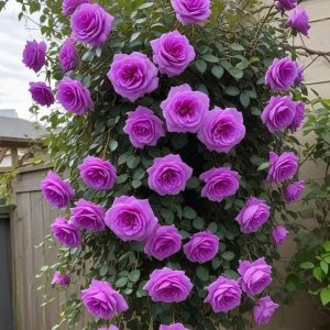 Роза Мистик Уайт купить по цене от 620р. в интернет-магазине «Посадика» с доставкой почтой в в Кирсанове и по всей России – [изображение №1].