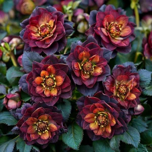 Морозник Сноу Дроп купить по цене от 348р. в интернет-магазине «Посадика» с доставкой почтой в в Кирсанове и по всей России – [изображение №1].