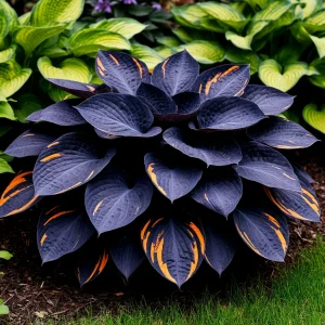 Хоста Умбра купить по цене от 349р. в интернет-магазине «Посадика» с доставкой почтой в в Кирсанове и по всей России – [изображение №1].