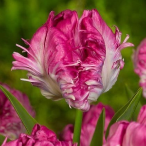 Тюльпан махровый Кул Кристал купить по цене от 400р. в интернет-магазине «Посадика» с доставкой почтой в в Кирсанове и по всей России – [изображение №1].