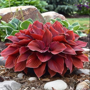 Хоста Рэд Эйнджл купить по цене от 549р. в интернет-магазине «Посадика» с доставкой почтой в в Кирсанове и по всей России – [изображение №1].