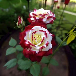 Роза Роял Глом купить по цене от 401р. в интернет-магазине «Посадика» с доставкой почтой в в Кирсанове и по всей России – [изображение №1].