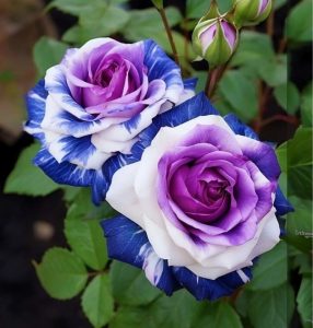 Роза Айвори Каскад купить по цене от 420р. в интернет-магазине «Посадика» с доставкой почтой в в Кирсанове и по всей России – [изображение №1].