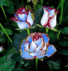 Роза Сафайер Пэтл купить по цене от 450р. в интернет-магазине «Посадика» с доставкой почтой в в Кирсанове и по всей России – [изображение №1].