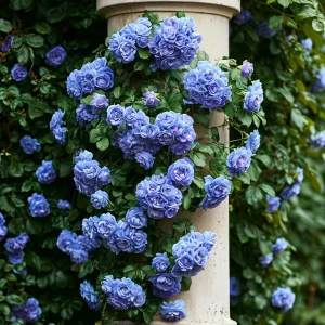 Роза плетистая Блю Перпл купить по цене от 540р. в интернет-магазине «Посадика» с доставкой почтой в в Кирсанове и по всей России – [изображение №1].